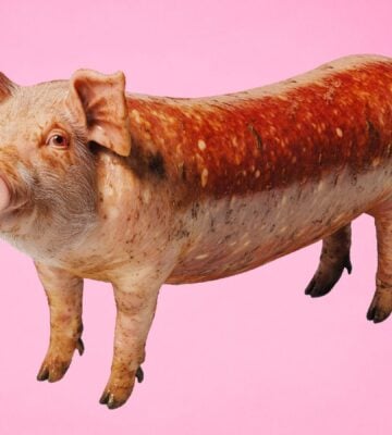 An AI-genertated image of a pigs head coming out of a sausage, which is part of Veganuary's 2025 "weird" campaign