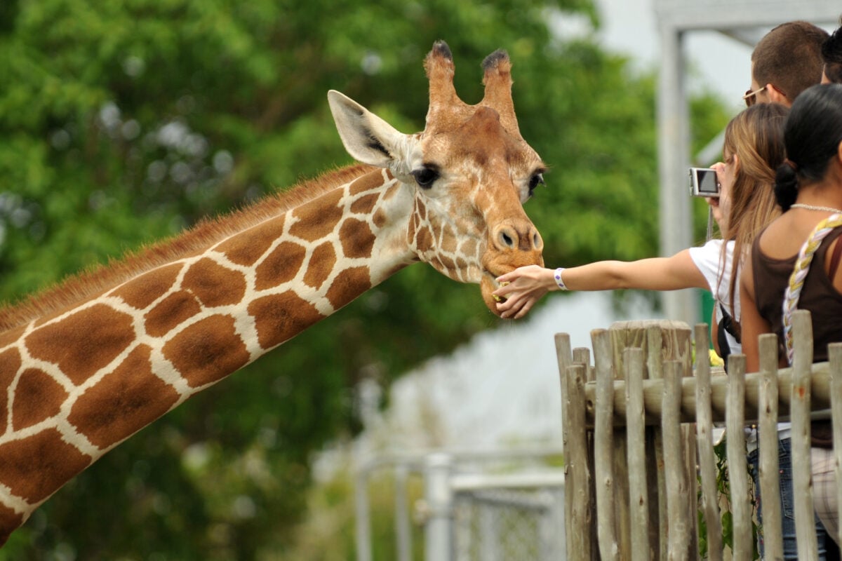 Photo shows someone holding their hand out to a giraffe from a viewing platform at a zoo