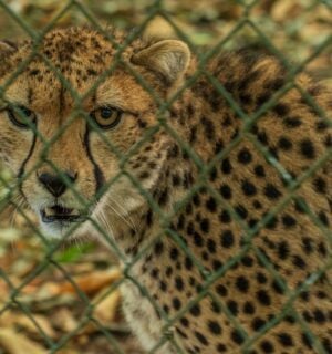 Photo shows a captive cheetah behind a wire fence