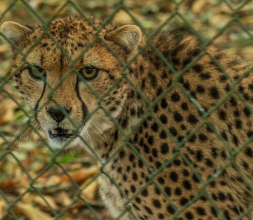 Photo shows a captive cheetah behind a wire fence