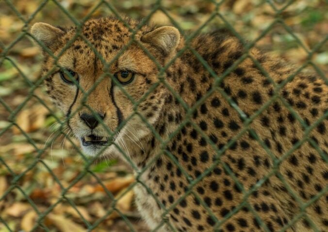 Photo shows a captive cheetah behind a wire fence