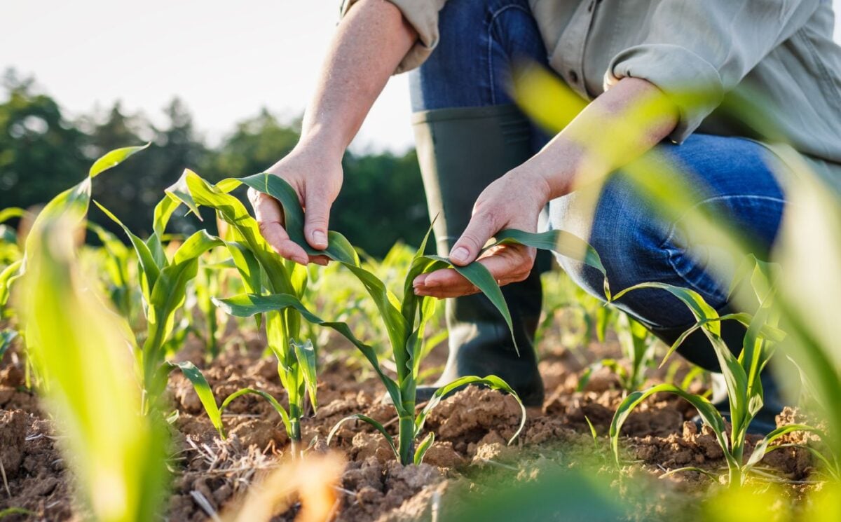 Photo shows a farmer tending her crops