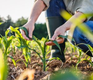 Photo shows a farmer tending her crops