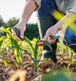 Photo shows a farmer tending her crops