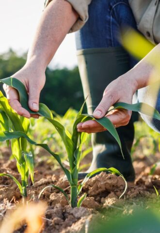 Photo shows a farmer tending her crops