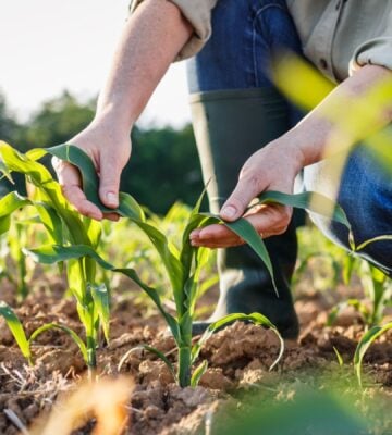 Photo shows a farmer tending her crops
