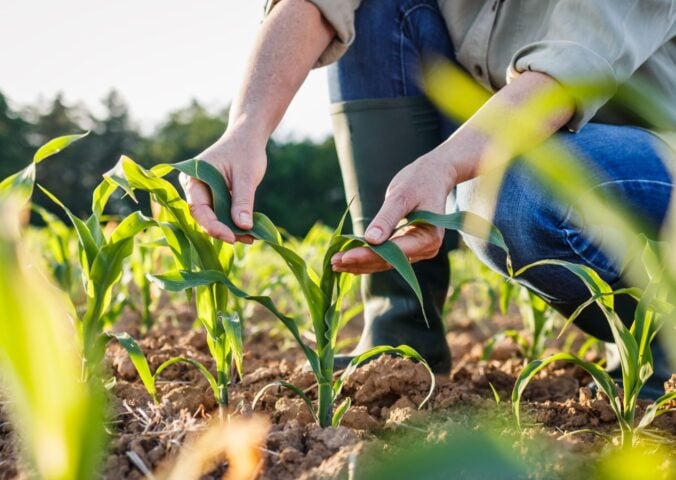 Photo shows a farmer tending her crops