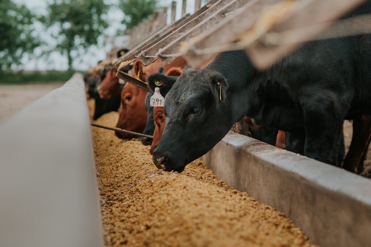 Photo shows a row of cows with their heads poking out of their enclosure to eat