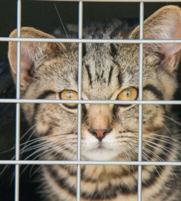 Photo shows a young cat looking into the camera from inside a carry crate