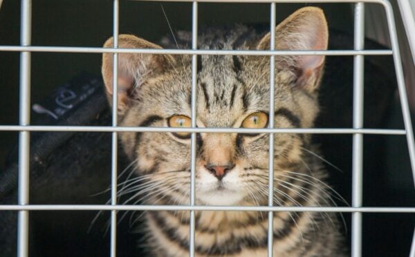 Photo shows a young cat looking into the camera from inside a carry crate