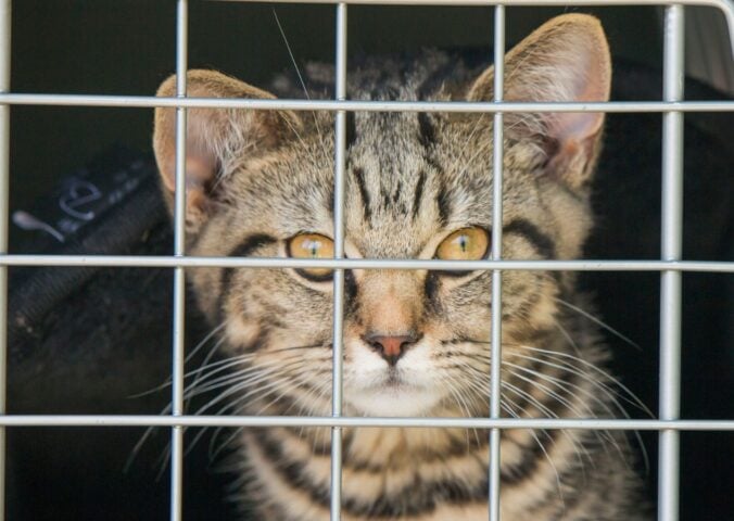 Photo shows a young cat looking into the camera from inside a carry crate