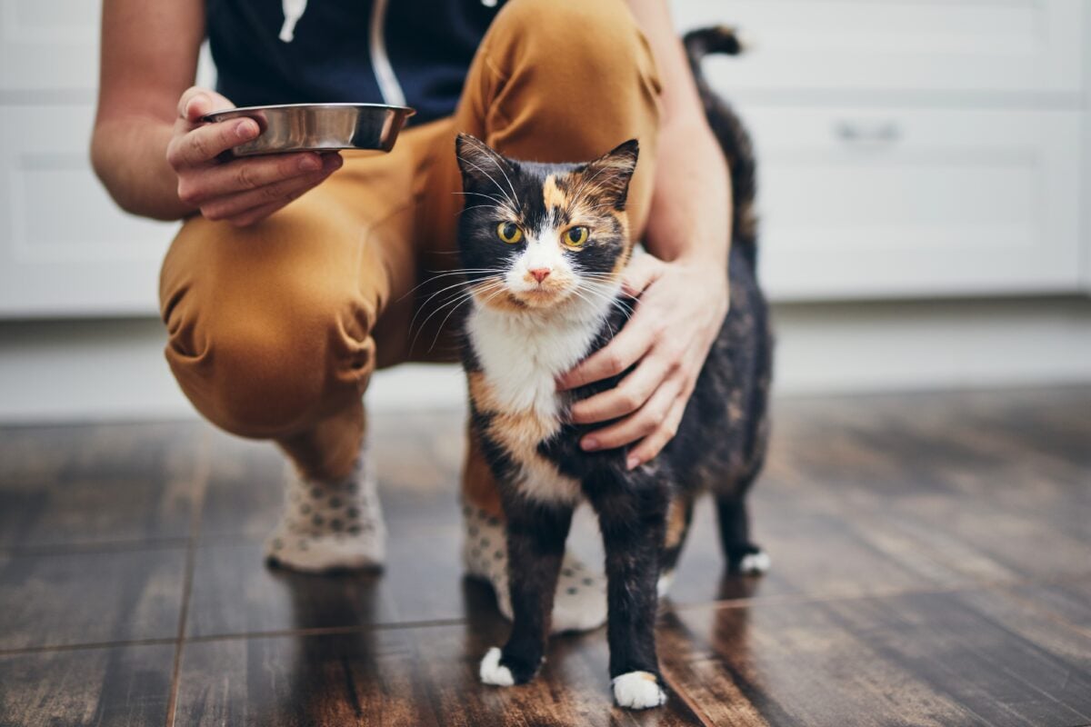 Photo shows someone kneeling down to feed their cat