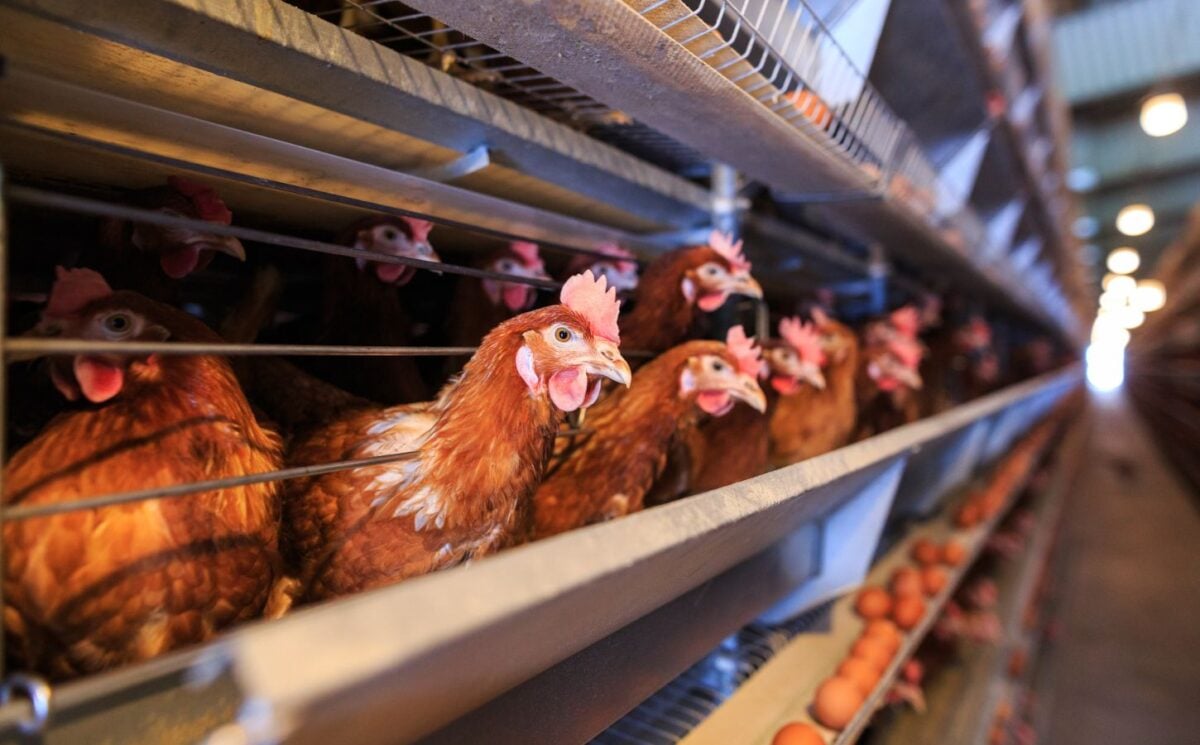 Chickens in an intensive egg farm, amid the first human death of bird flu in the USA