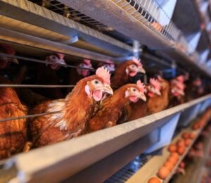 Chickens in an intensive egg farm, amid the first human death of bird flu in the USA