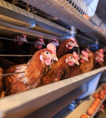 Chickens in an intensive egg farm, amid the first human death of bird flu in the USA