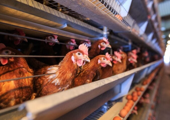 Chickens in an intensive egg farm, amid the first human death of bird flu in the USA