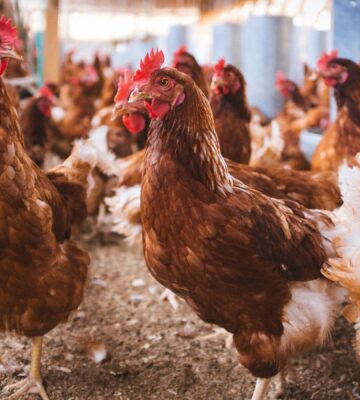 A group of hens in a farm