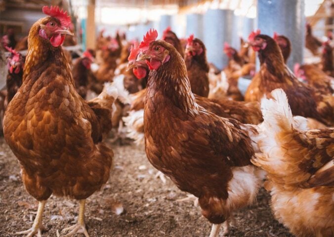 A group of hens in a farm