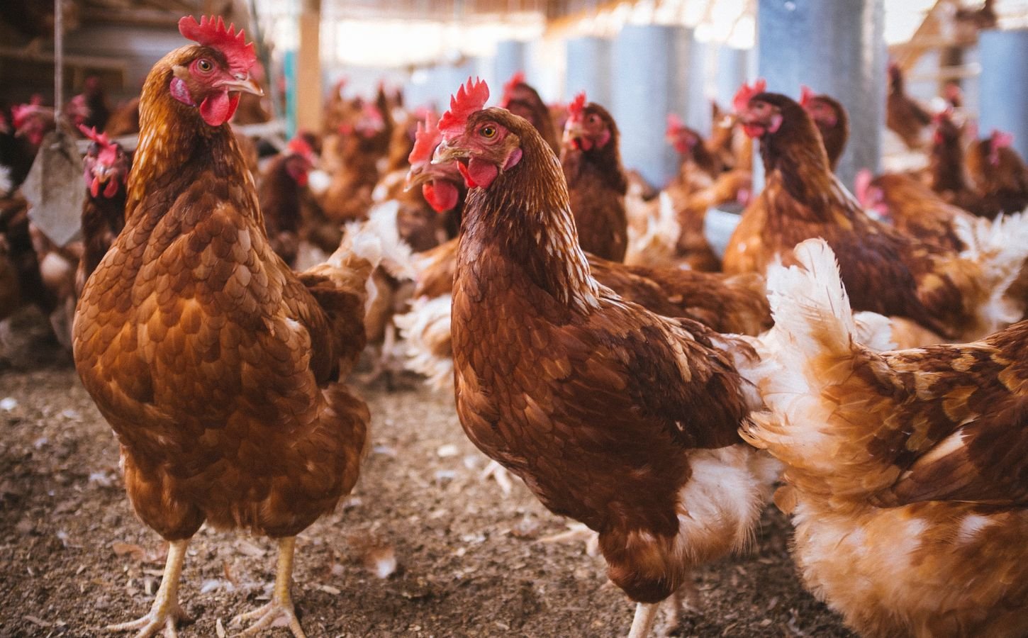 A group of hens in a farm