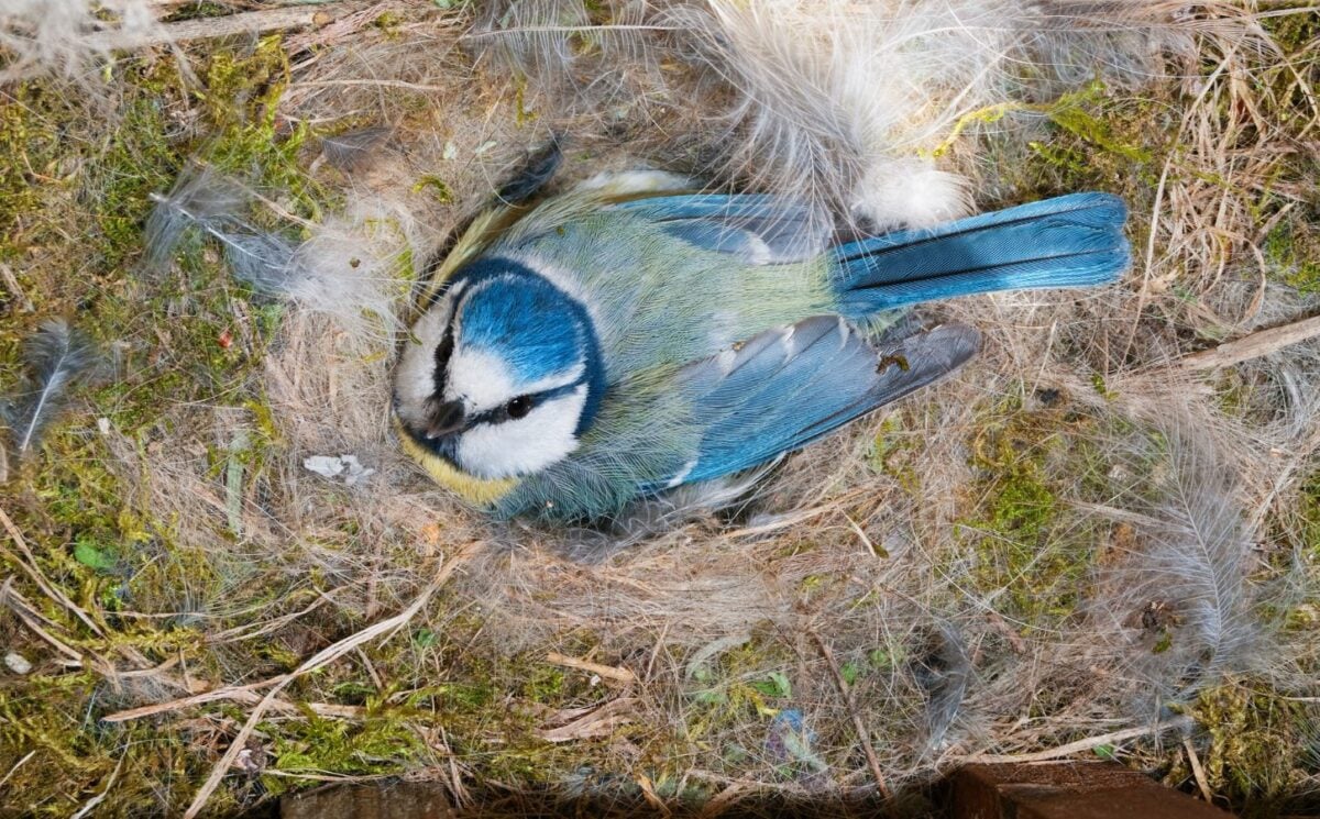 blue tit nesting