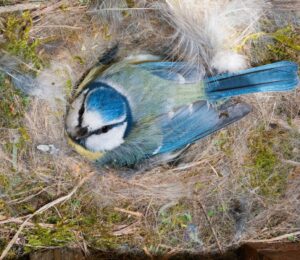 blue tit nesting