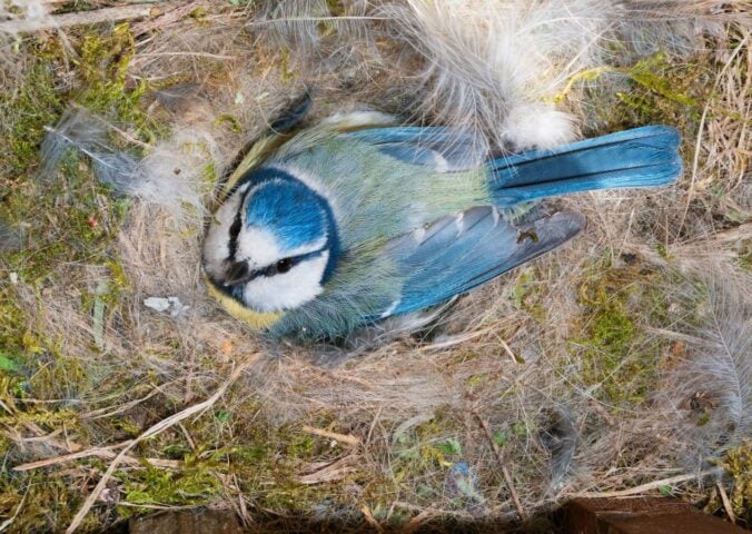 blue tit nesting