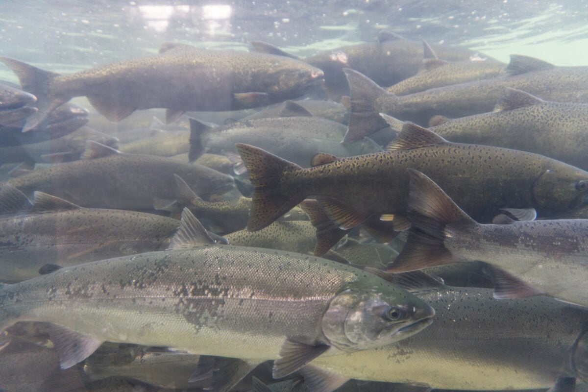 Chinook salmon