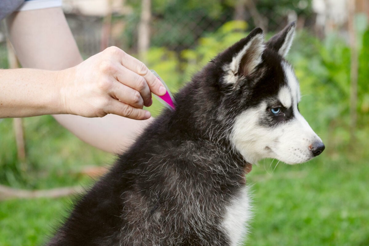 a dog receiving flea and tick treatment