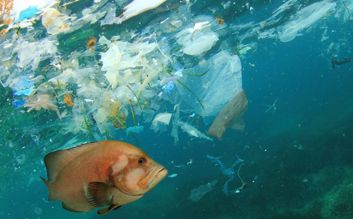 plastic pollution ocean