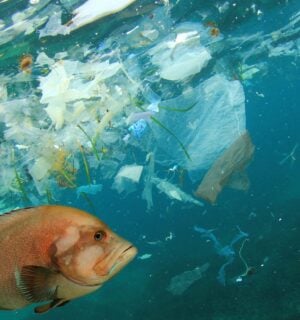 plastic pollution ocean