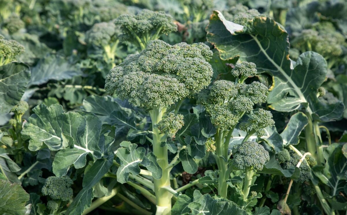 Photo shows broccoli growing in a field