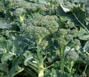 Photo shows broccoli growing in a field