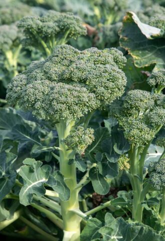 Photo shows broccoli growing in a field