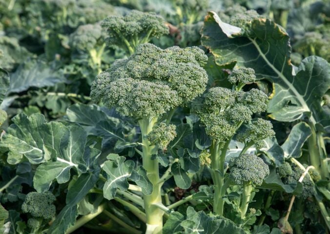 Photo shows broccoli growing in a field