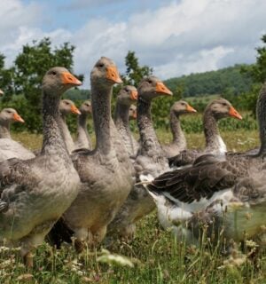 Photo shows a group of grey geese walking through a grassy field