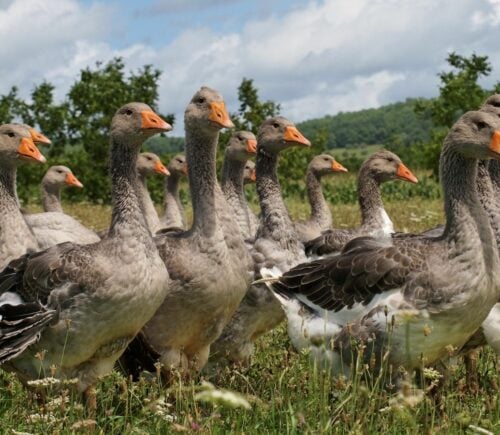 Photo shows a group of grey geese walking through a grassy field