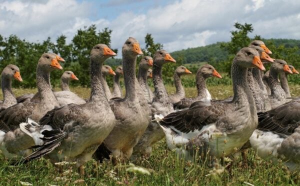 Photo shows a group of grey geese walking through a grassy field