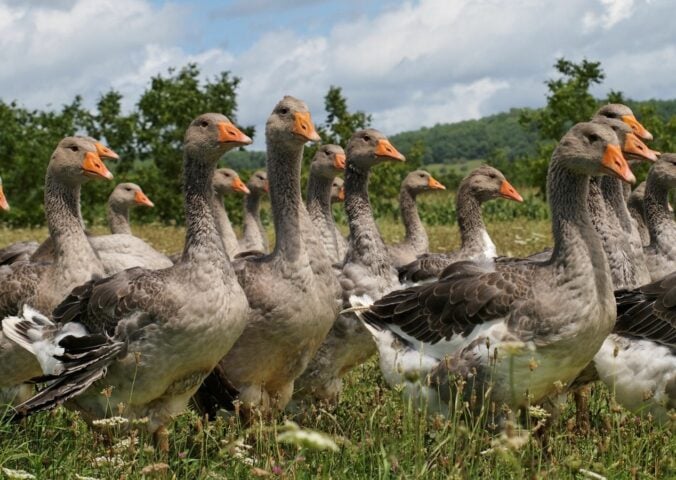 Photo shows a group of grey geese walking through a grassy field