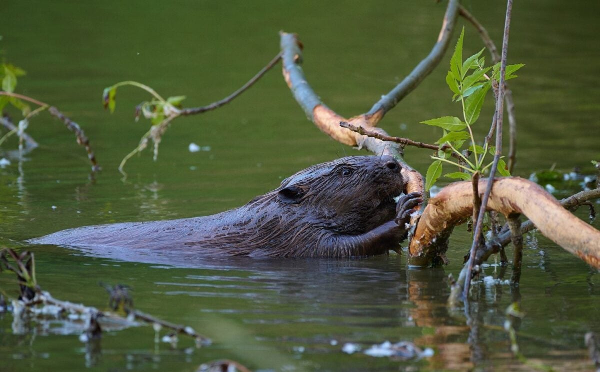 Photo shows a beaver swimming with a large branch