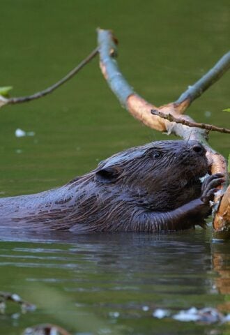 Photo shows a beaver swimming with a large branch