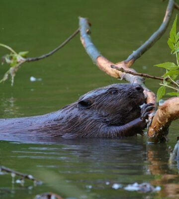 Photo shows a beaver swimming with a large branch