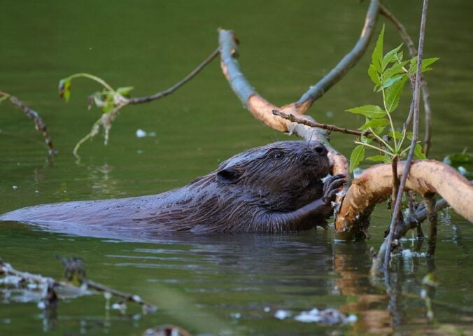 Photo shows a beaver swimming with a large branch