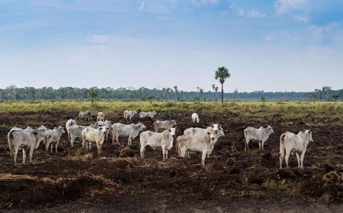 cattle deforestation