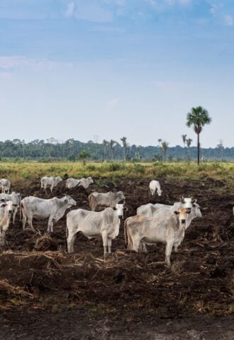 cattle deforestation