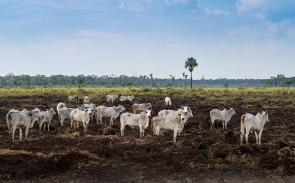 cattle deforestation