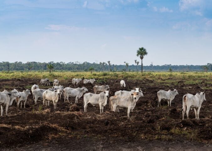 cattle deforestation