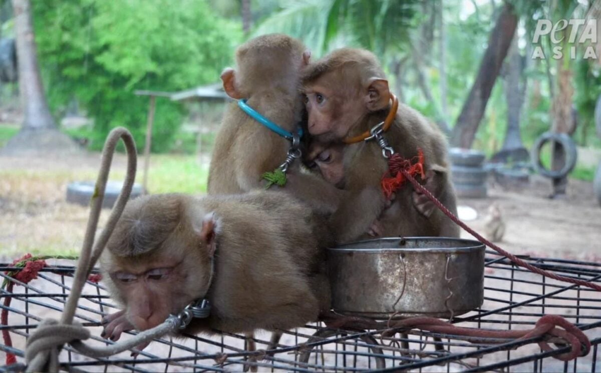 Baby captive monkeys huddled together