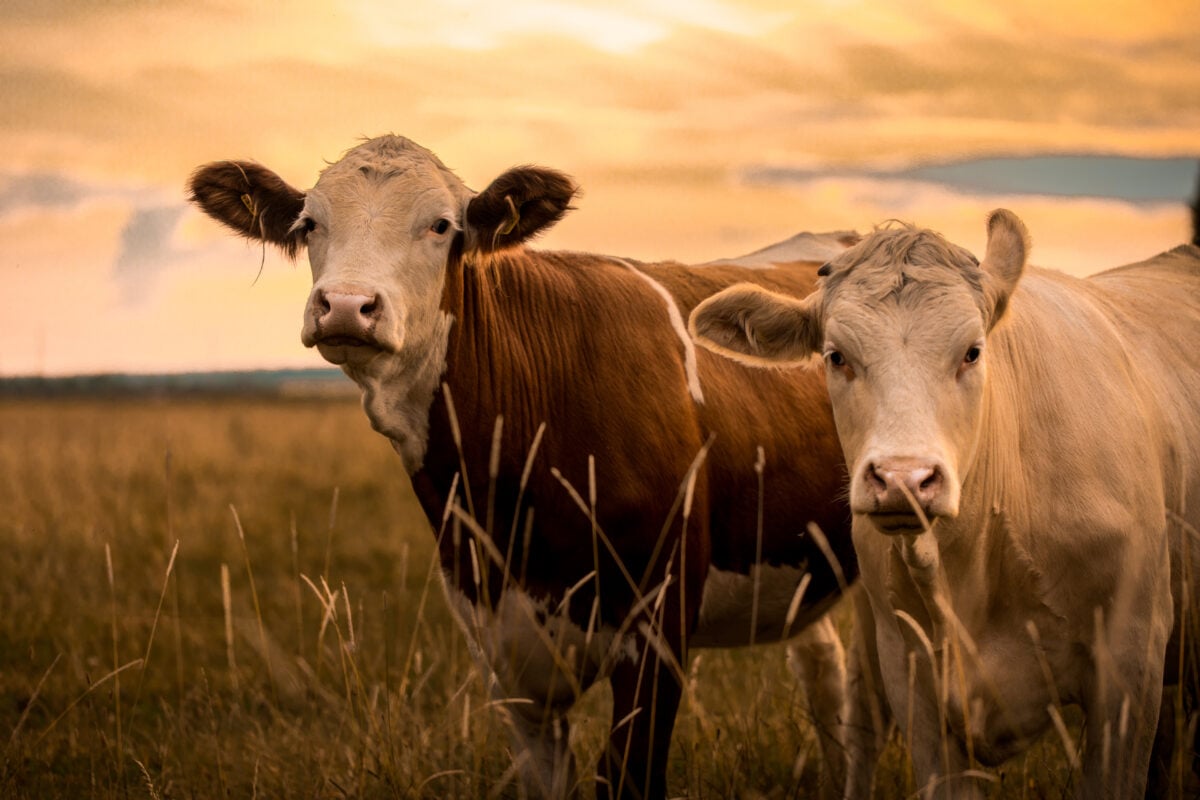 Cows on a climate-damaging beef farm