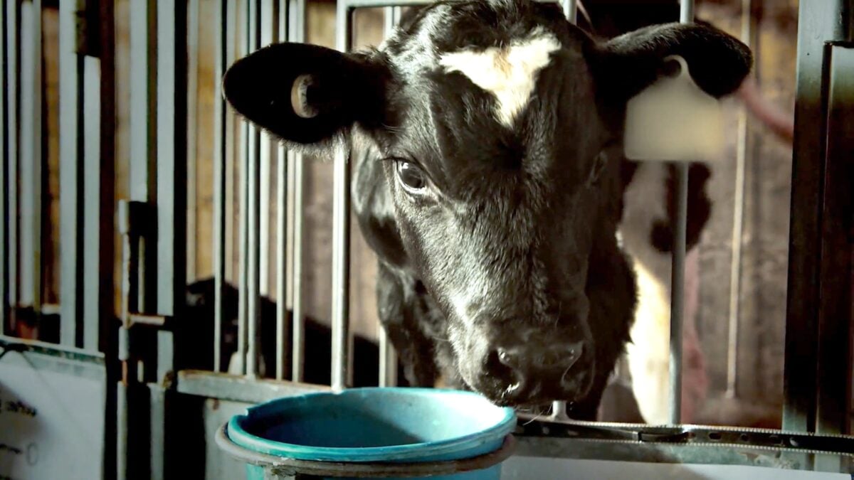 A dairy calf behind bars after being taken away from his mum on a dairy farm