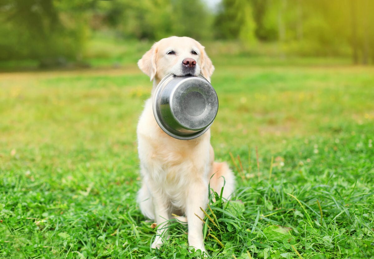 A plant-based dog holding a food bowl